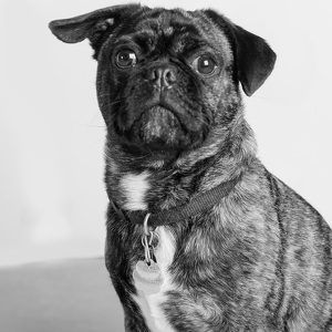 Fundraising Page: Gulliver Hersha